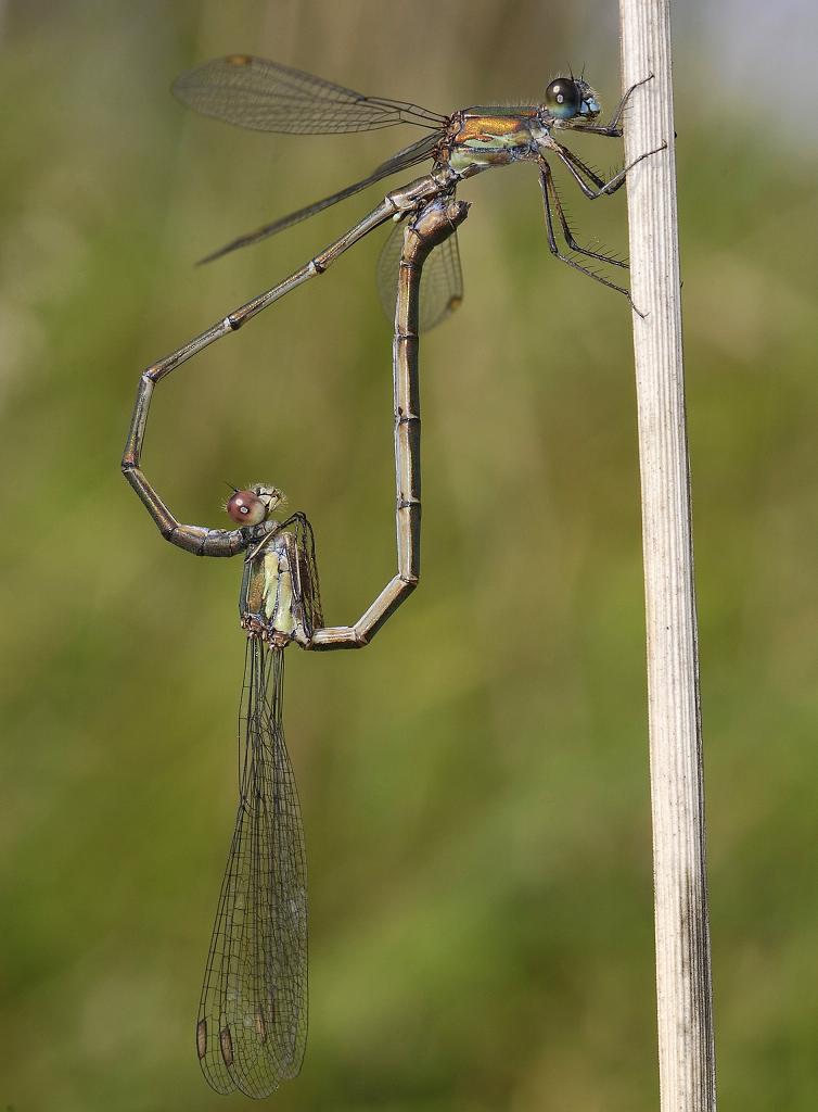 Lestes viridis. Mating.