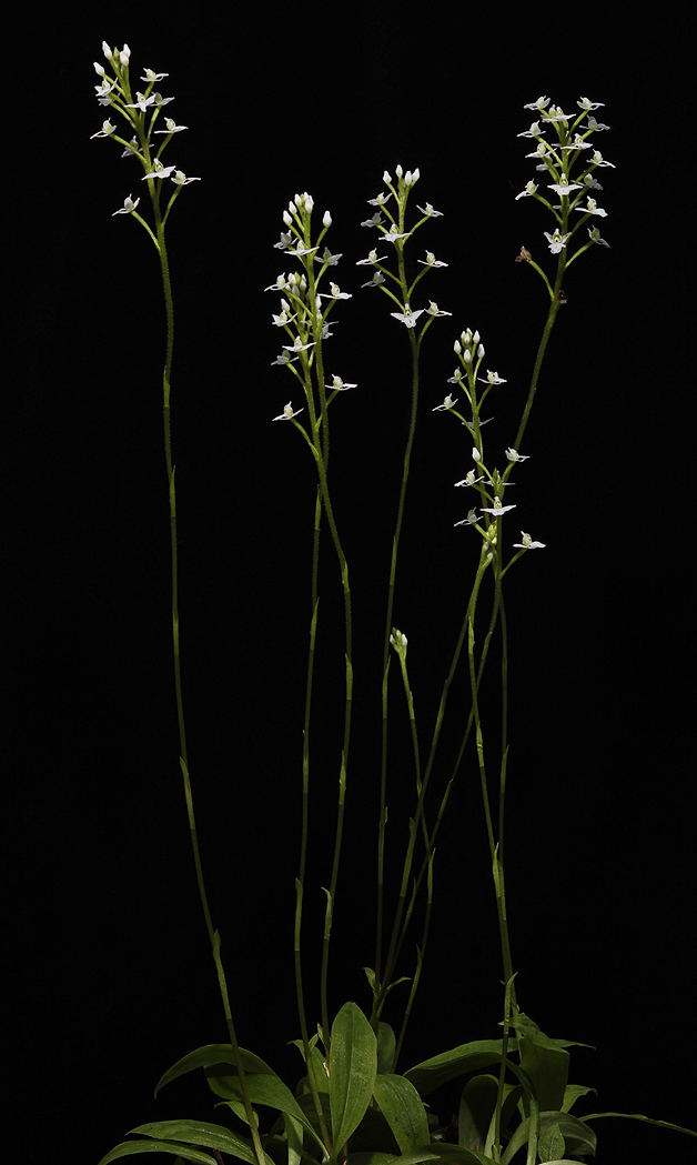 Ponthieva spec. bought as P. orchidioides