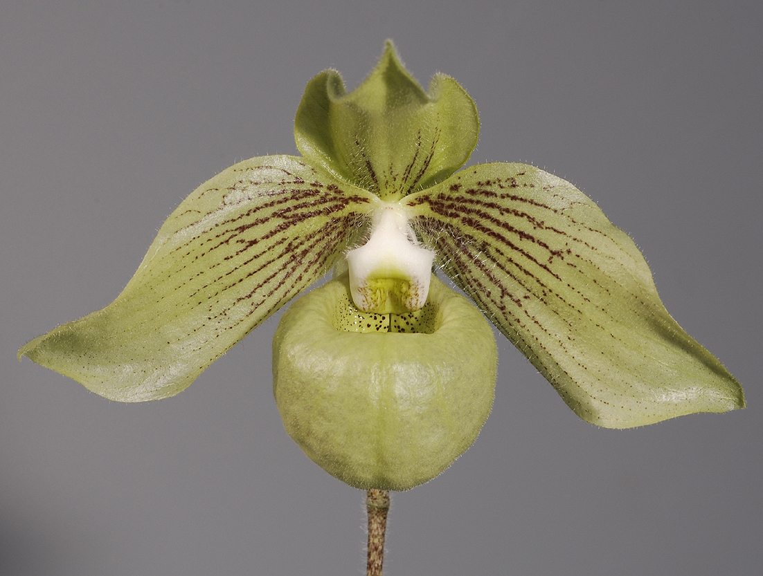 Paphiopedilum jackii. (Plant courtesy of Jac Wubben)