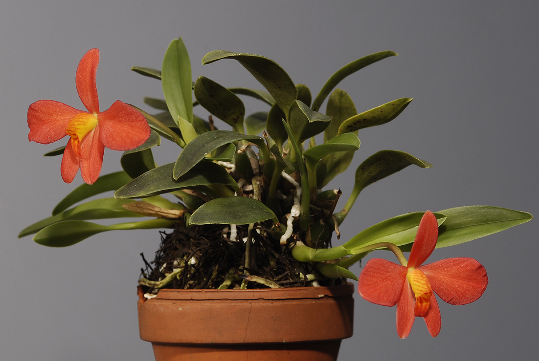 Cattleya acuensis.