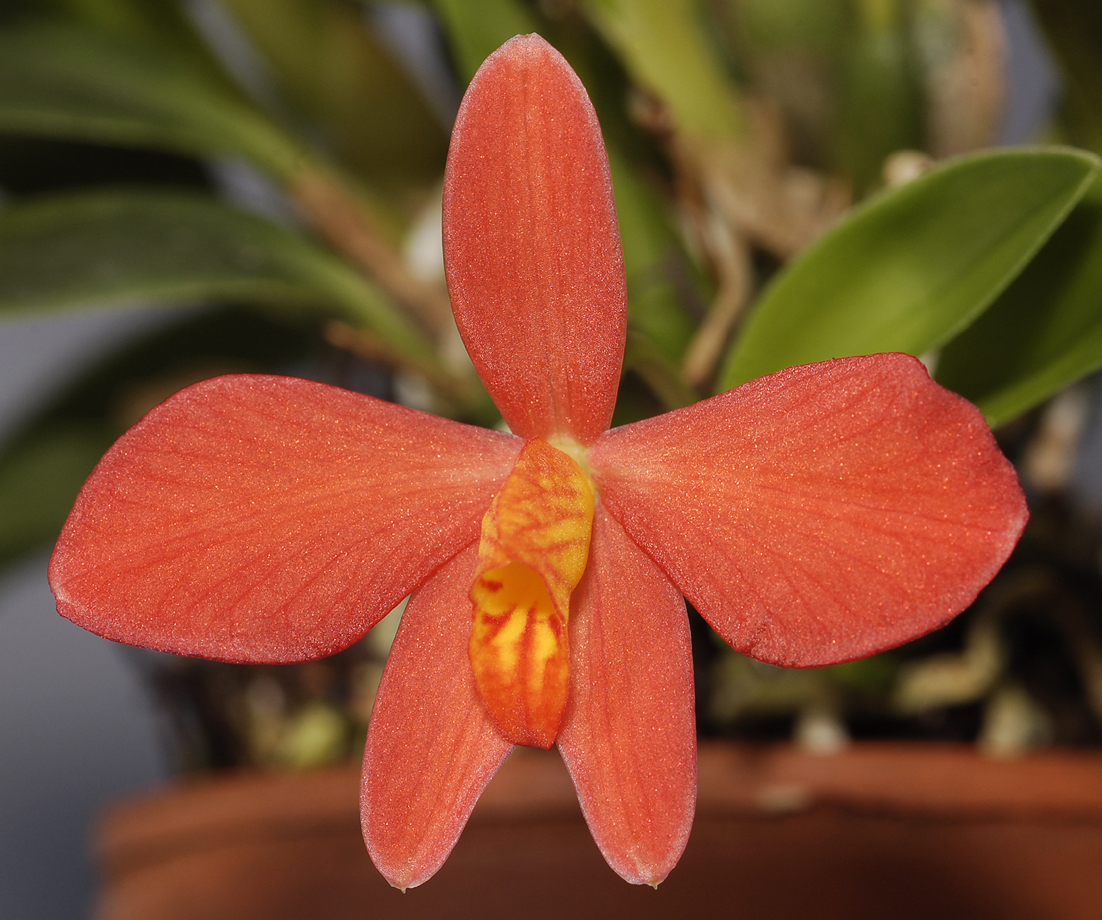 Cattleya acuensis close-up.
