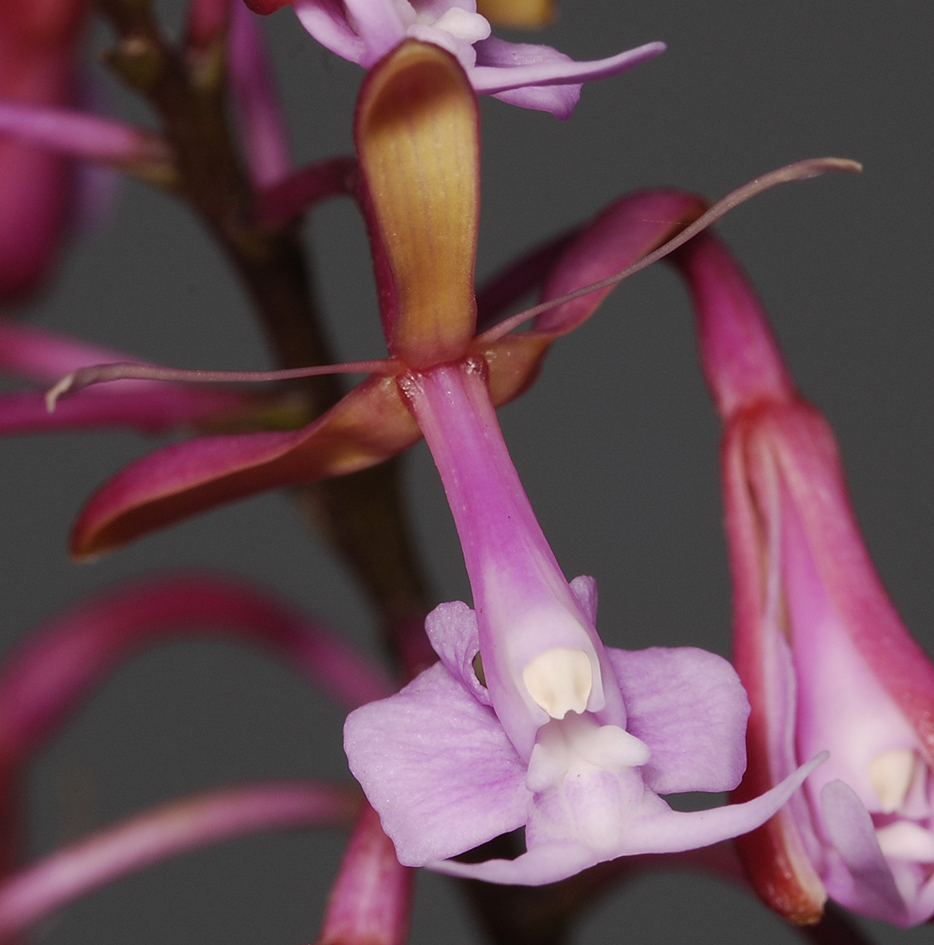 Epidendrum capricornu. Close-up.