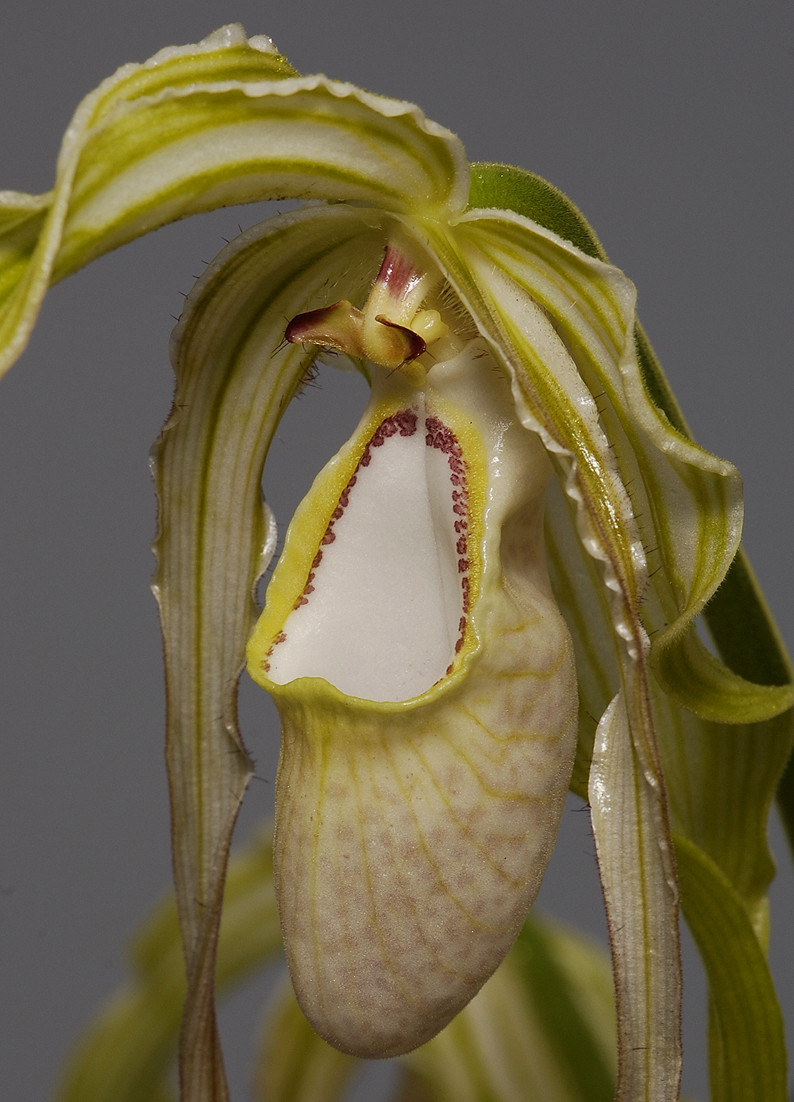 Phragmipedium wallisii. Detail.