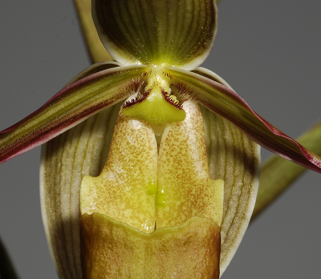 Phragmipedium longifolium. Detail. (Plant courtesy of Jac Wubben)