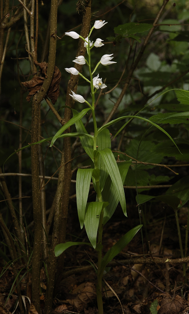 Cephalanthera longifolia.