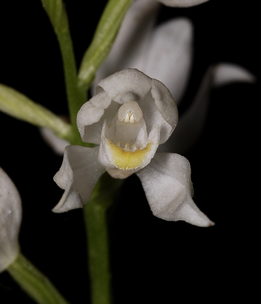 Cephalanthera longifolia. Close-up.