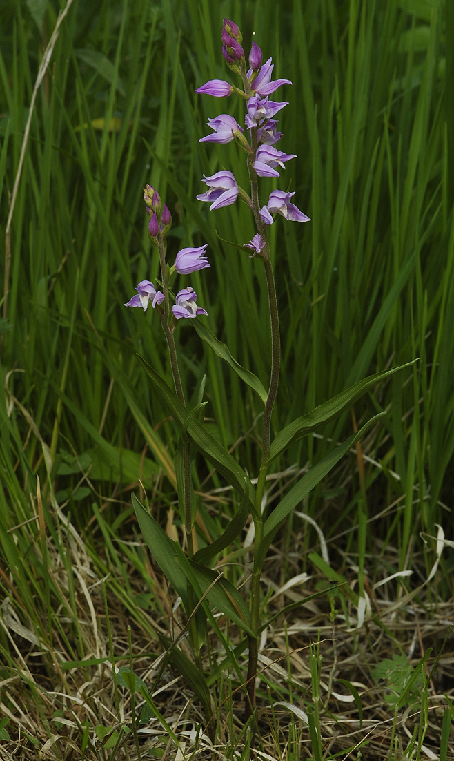 Cephalanthera rubra.