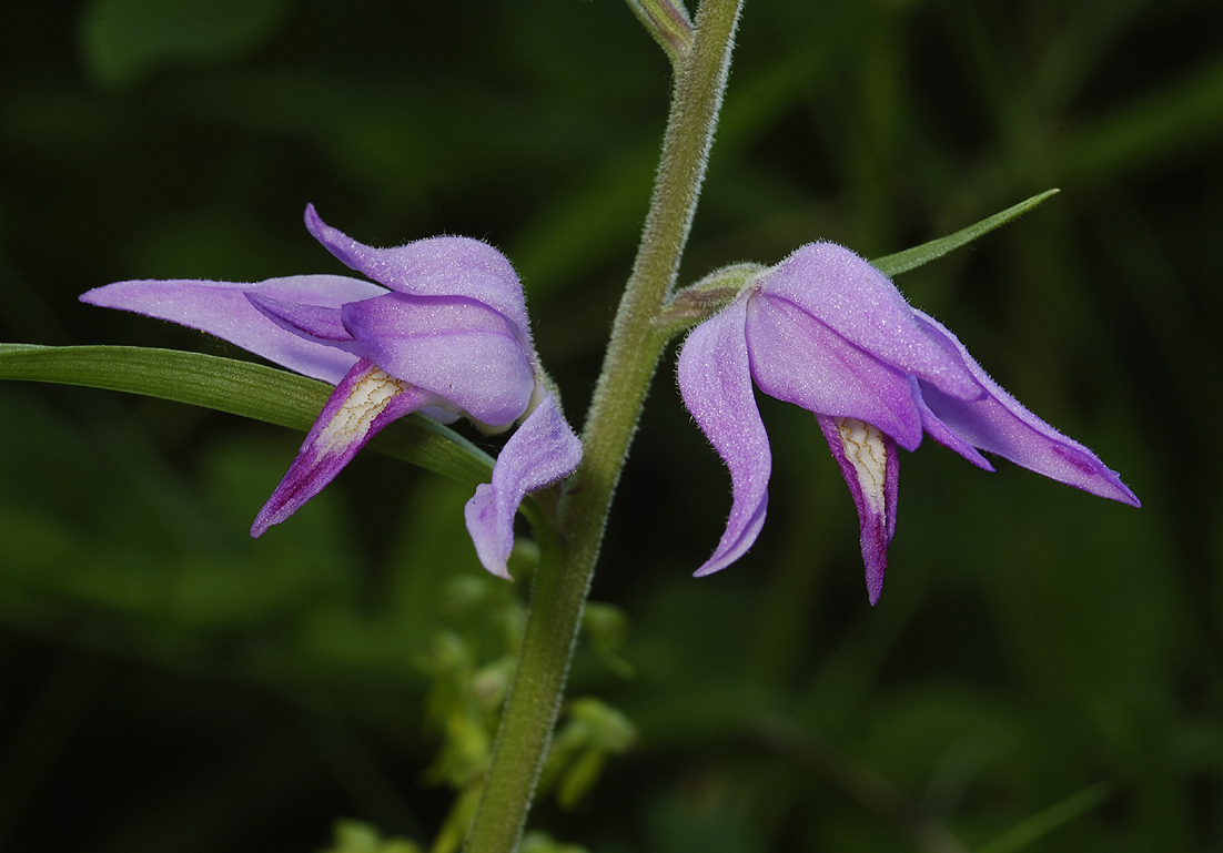 Cephalanthera rubra. Close-up.