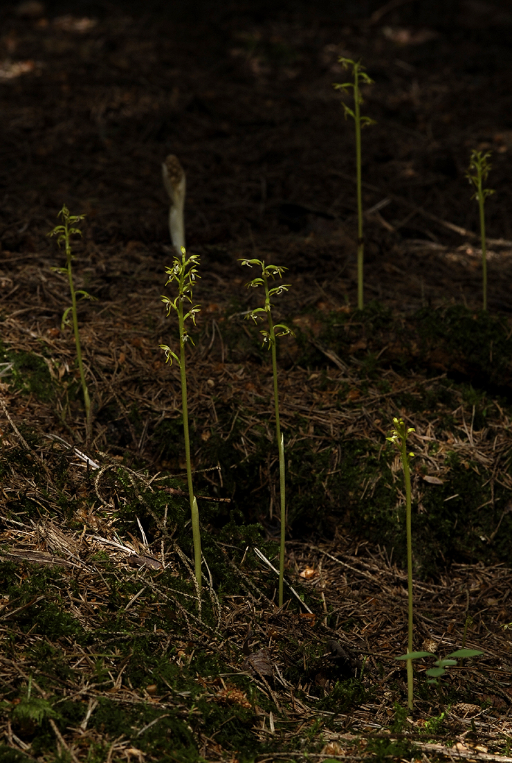 Corallorhiza trifida.