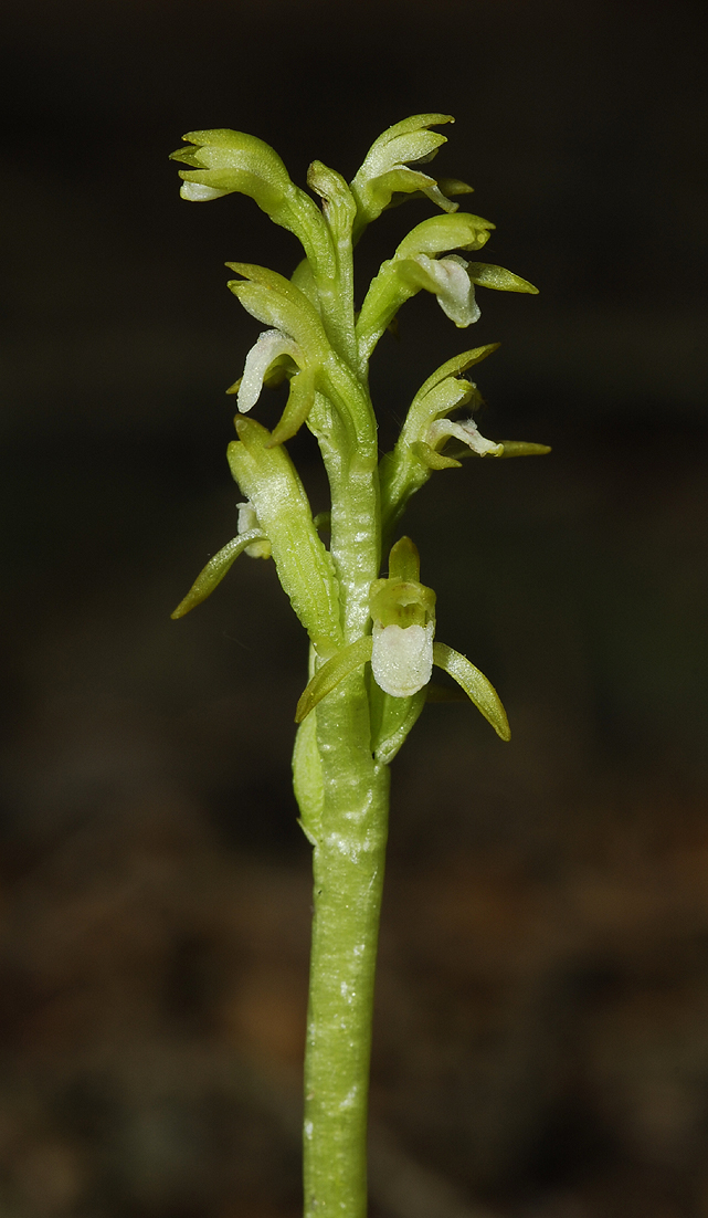 Corallorhiza trifida fma. alba. Closer.