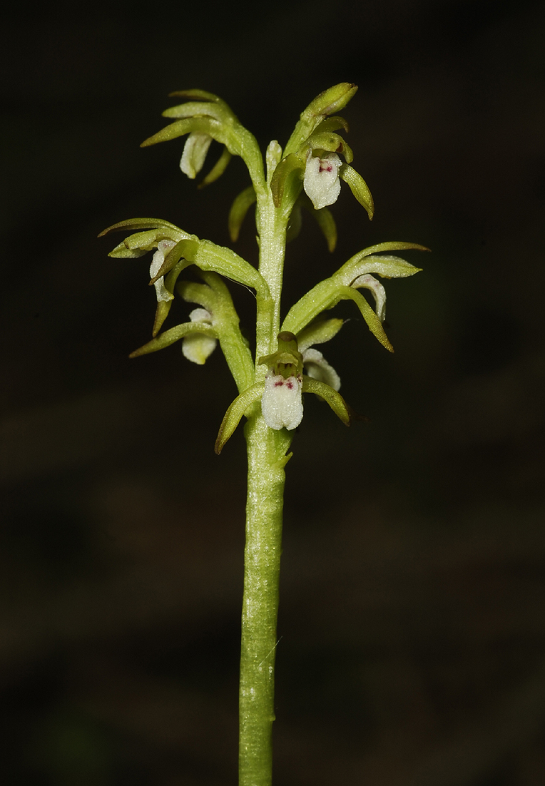 Corallorhiza trifida. Closer.