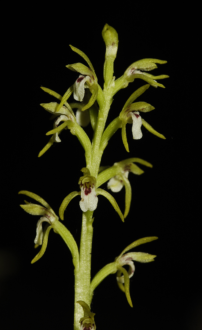 Corallorhiza trifida. Closer.