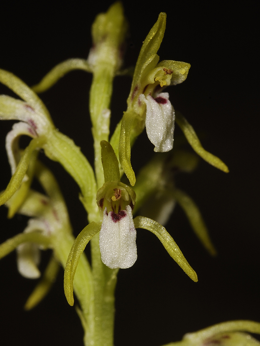 Corallorhiza trifida. Close-up.
