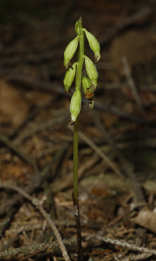 Corallorhiza trifida. Fruits.