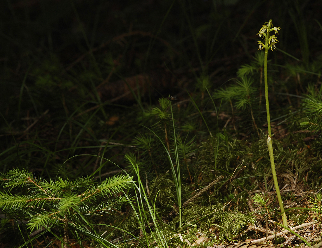 Corallorhiza trifida. In habitat.