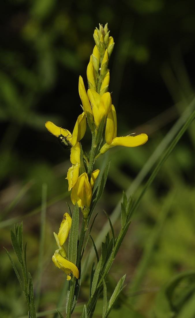 Genista tinctoria.
