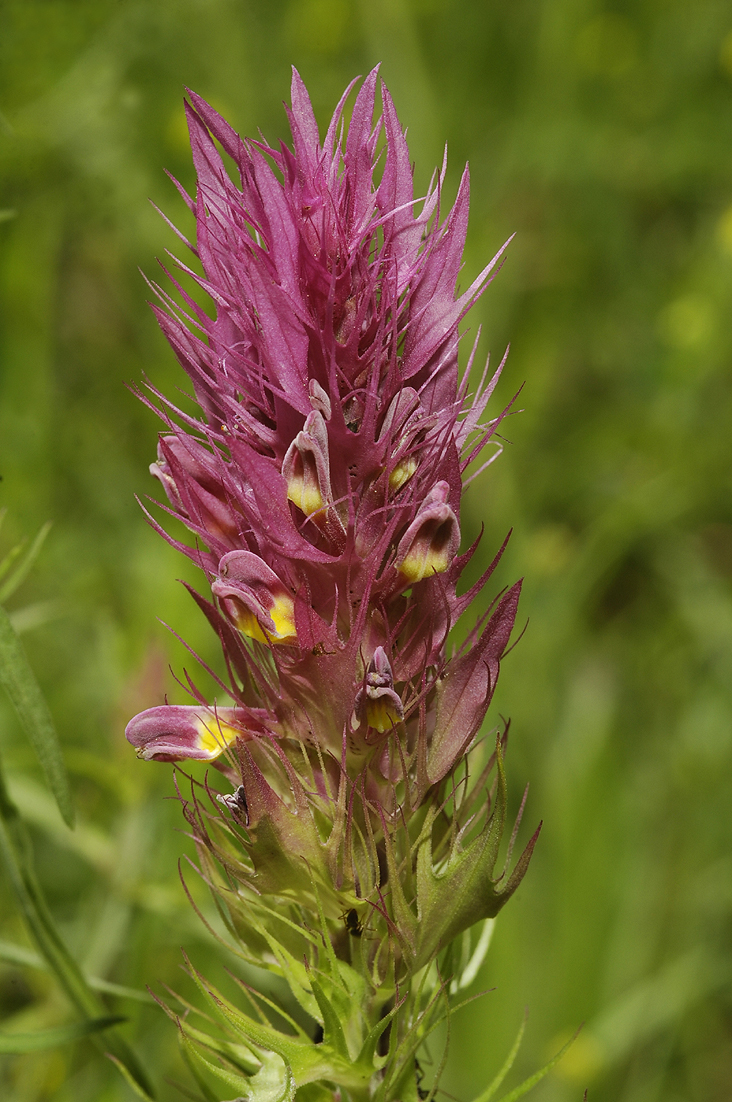 Melampyrum arvense. Close-up.