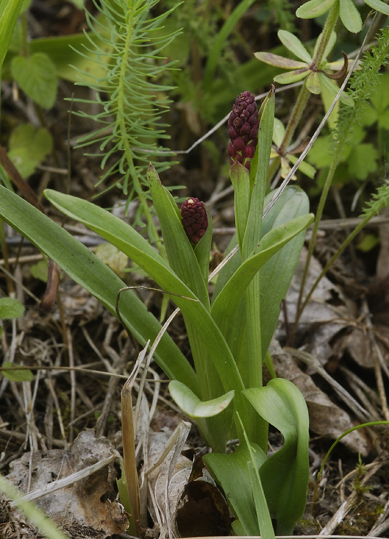 Neotinea ustulata subsp. aestivalis.