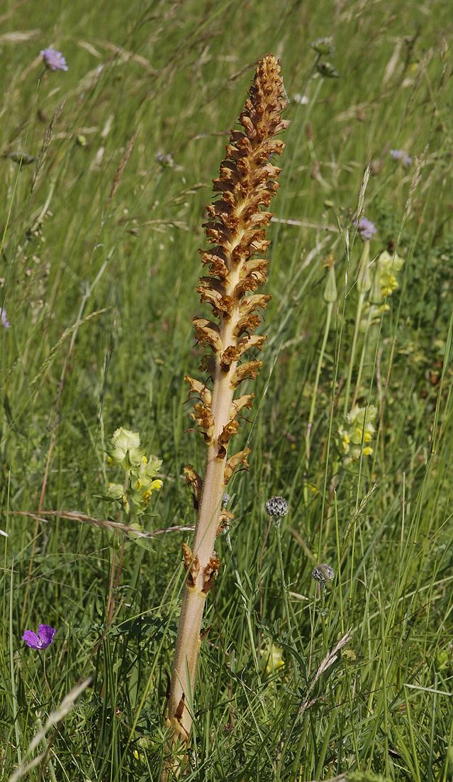 Orobanche elatior