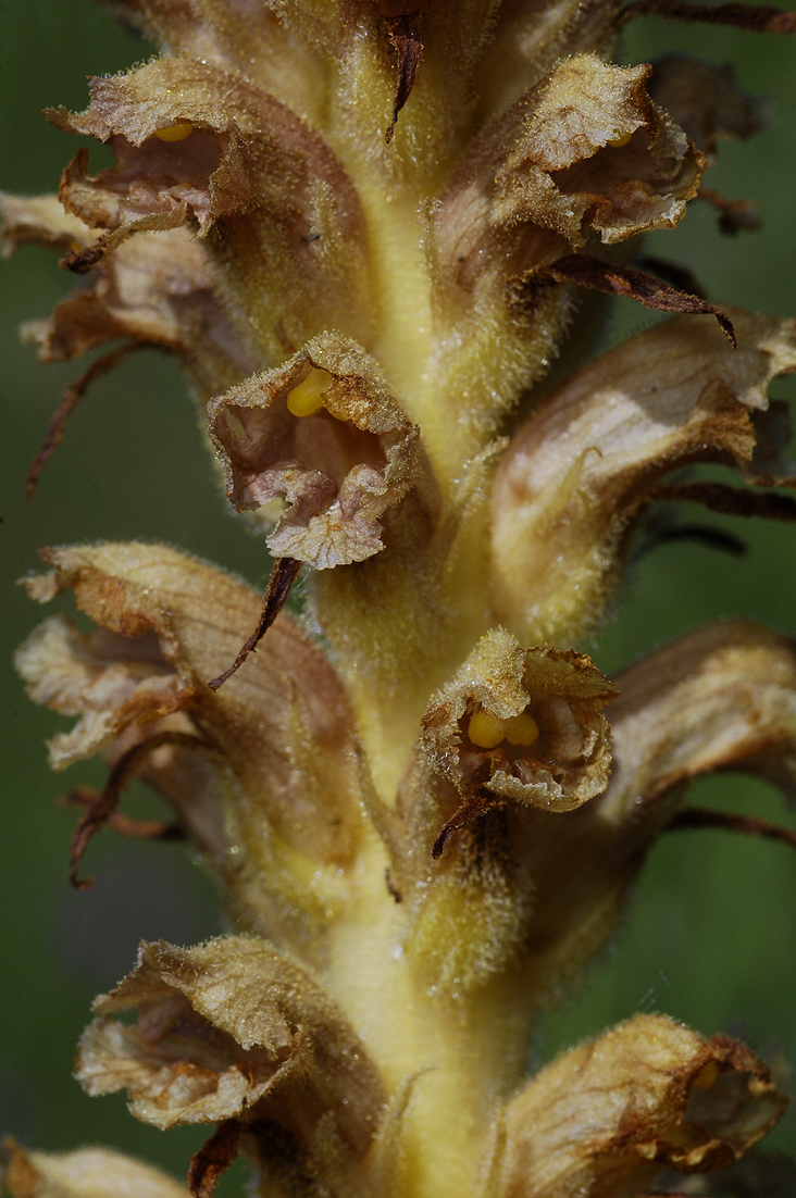 Orobanche rapum-genistae. Close-up.