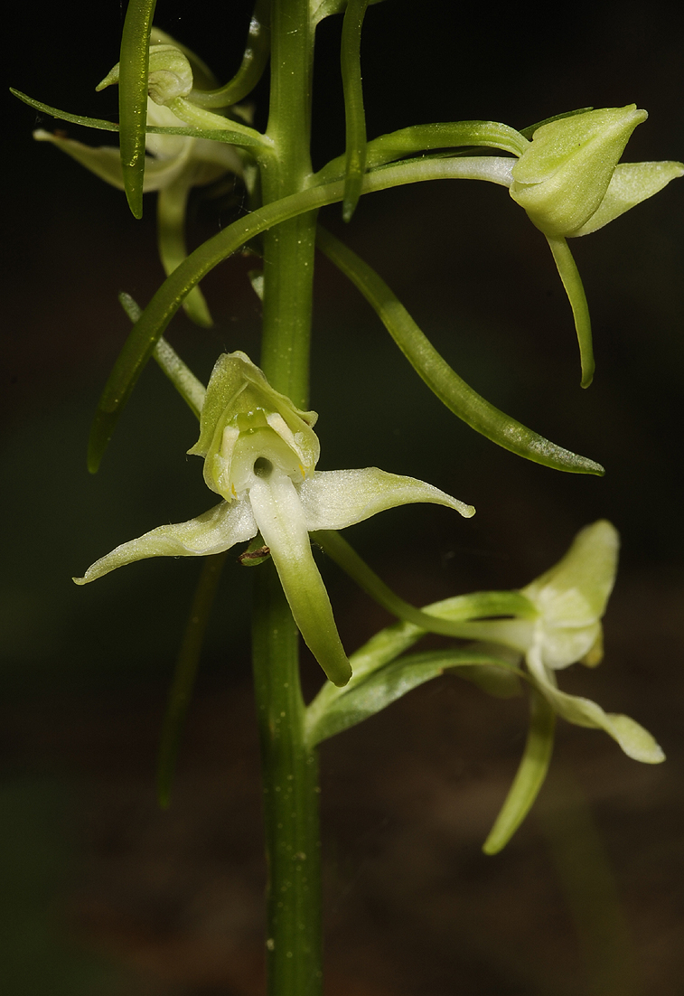Plathanthera montana. Closer.