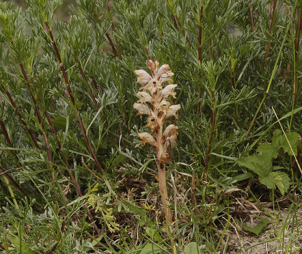 Orobanche caryophyllaceae. In habitat.
