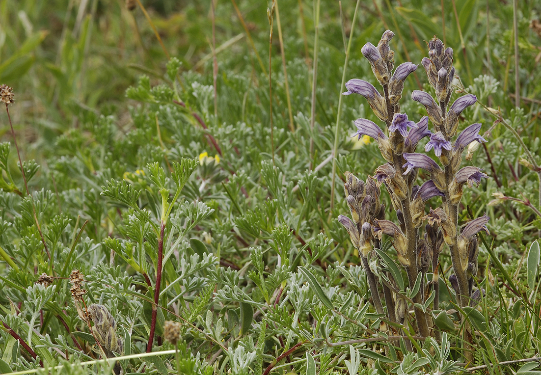 Orobanche purpurea. In habitat.