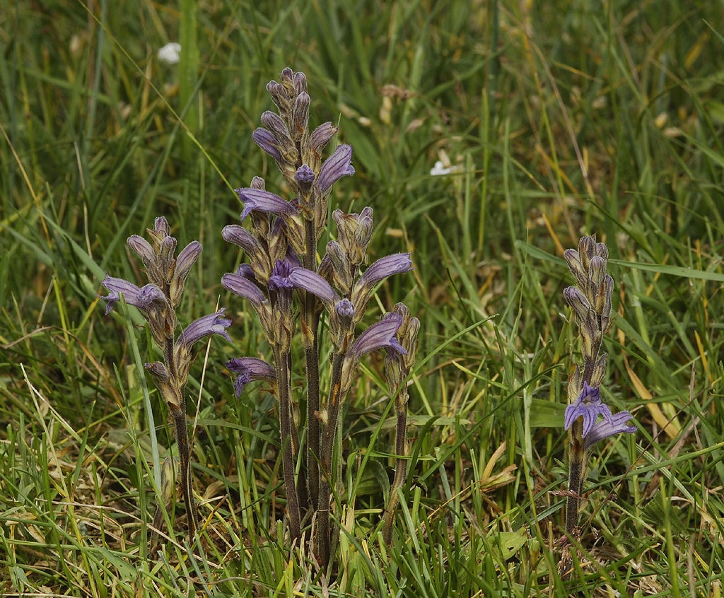 Orobanche purpurea.