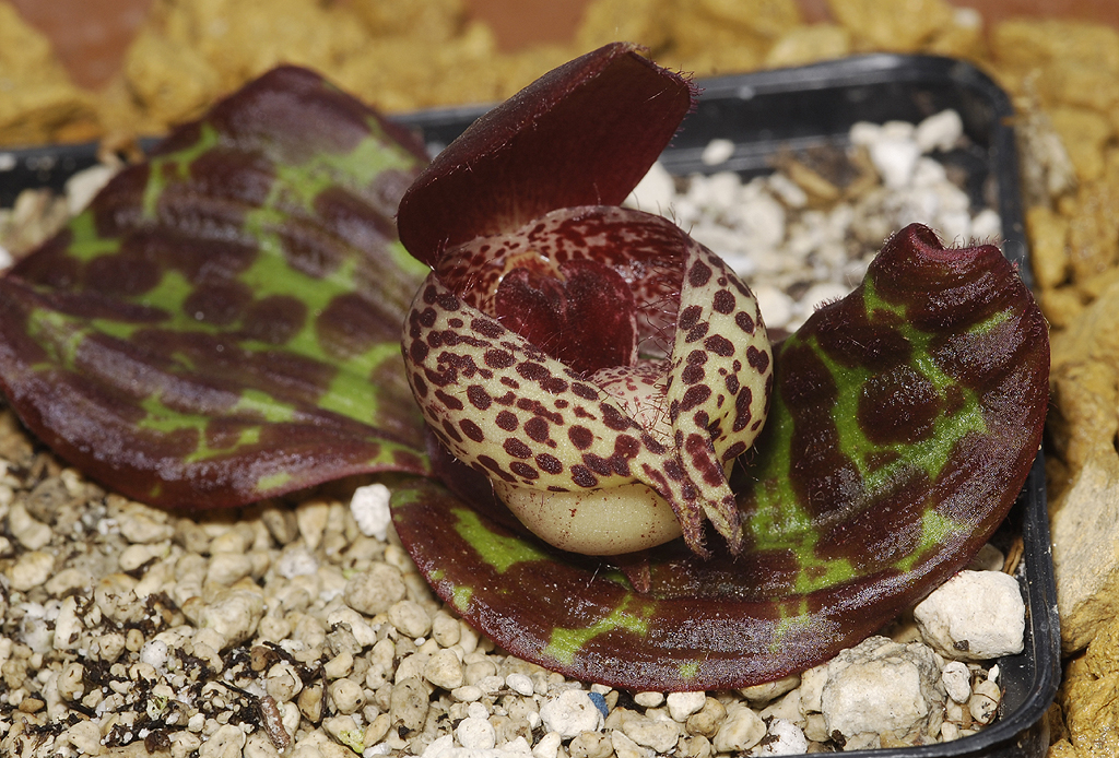 Cypripedium lichiangense.