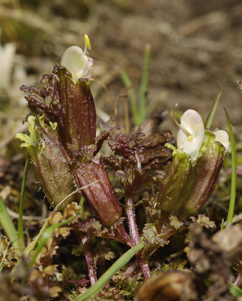 Pedicularis sylvatica forma alba.