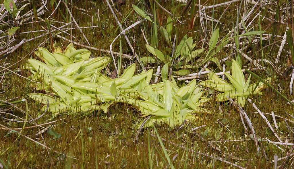 Pinguicula vulgaris. Later in the season