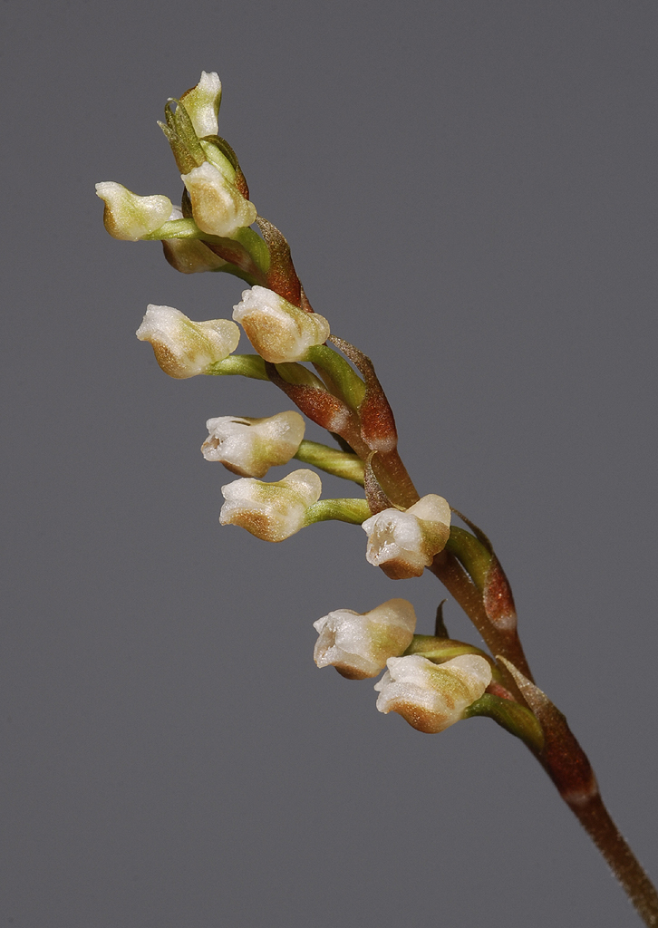 Goodyera reticulata. Closer. (Plant courtesy of Jac. Wubben)