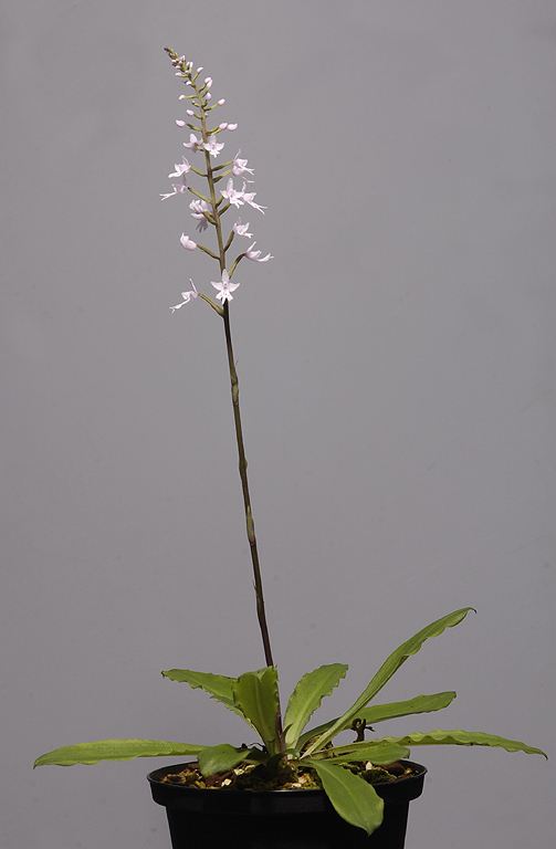 Stenoglottis zambesiaca. (Plant courtesy of Jac. Wubben)