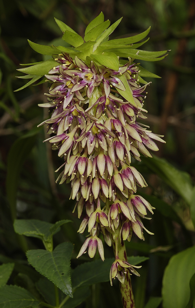 Eucomis bicolor.