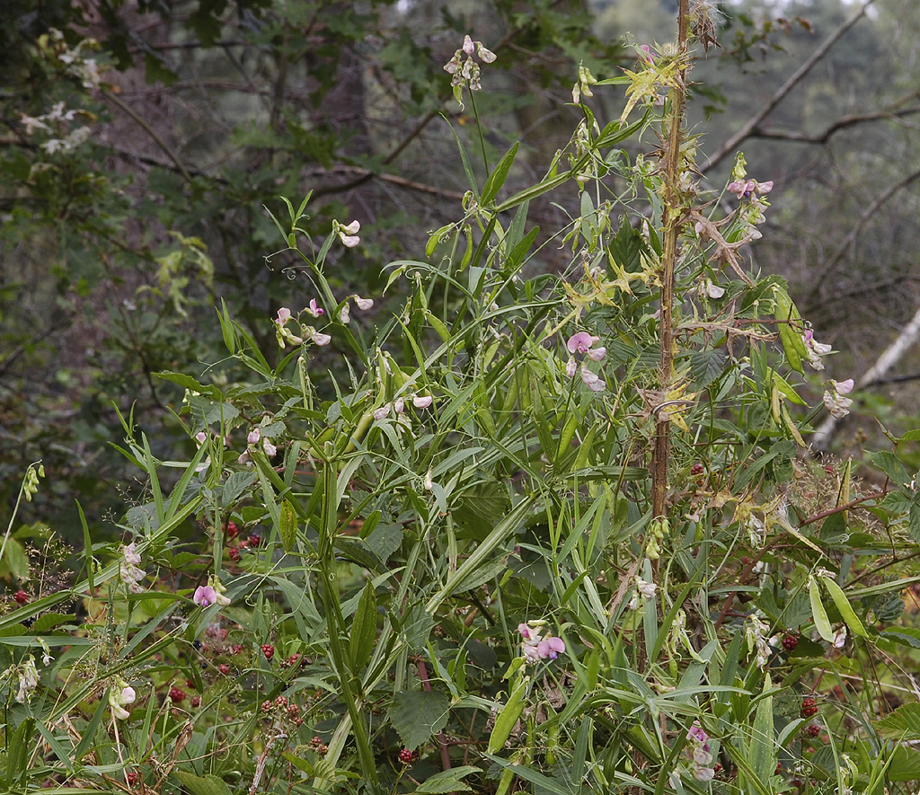 Lathyrus sylvestris.