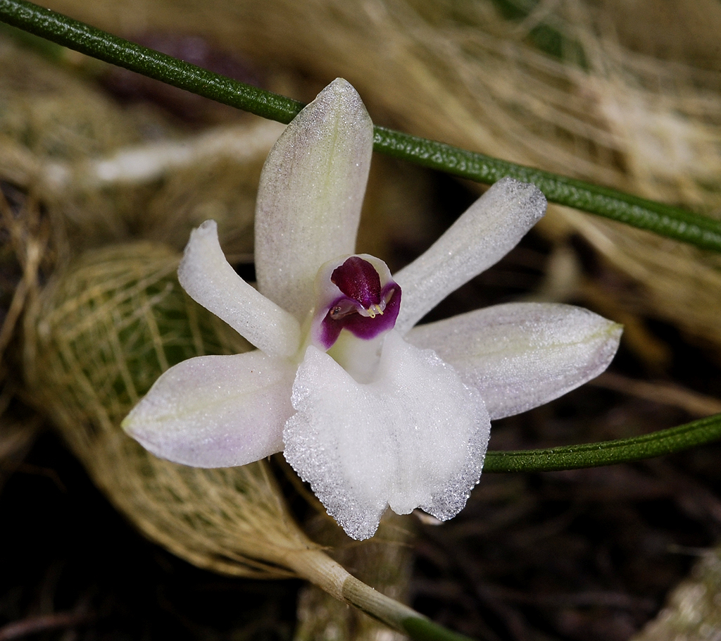 Isabelia virginalis. Close-up.