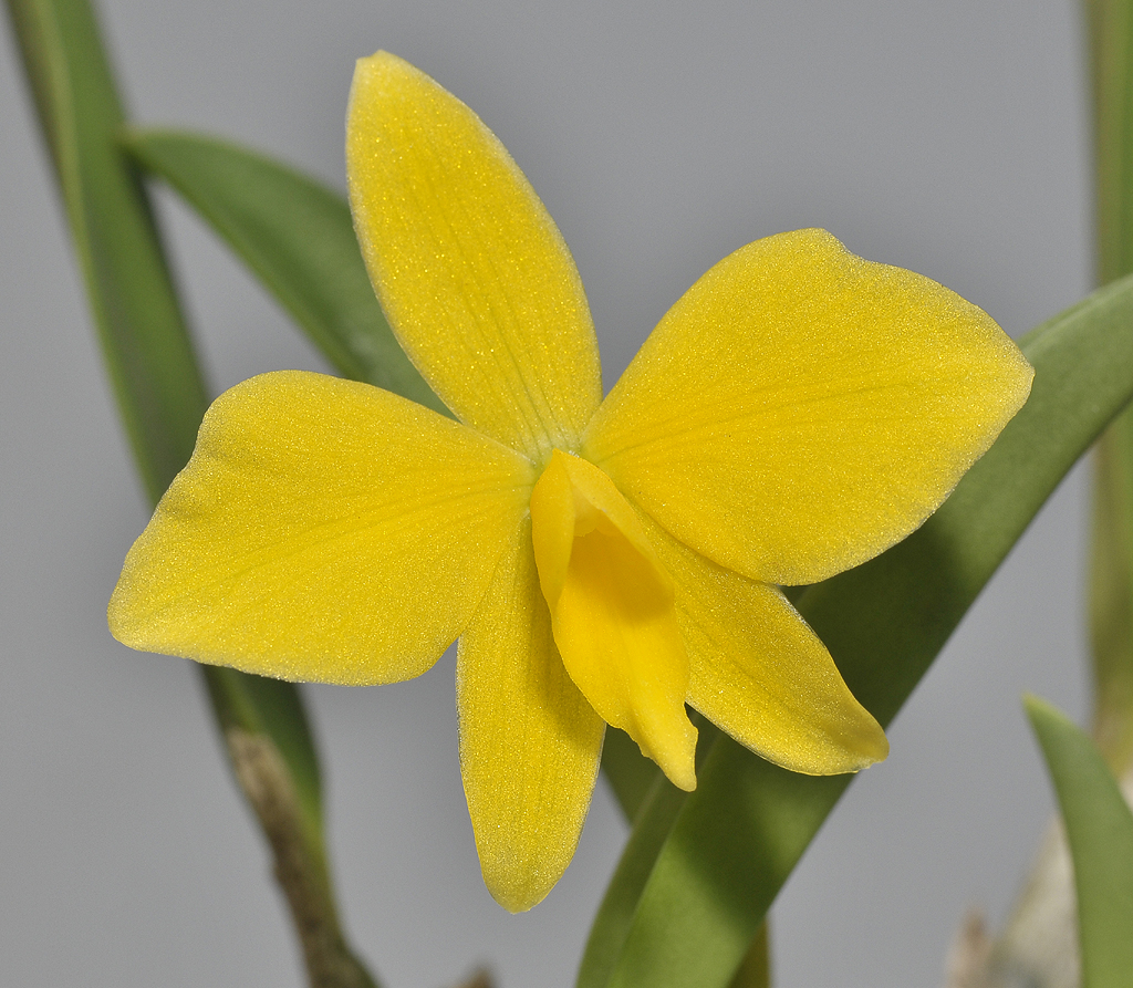 Cattleya coccinea Tomiyama.