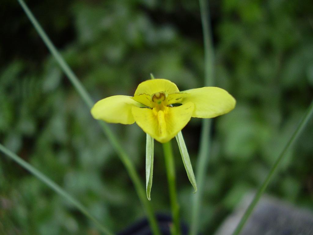 Diuris chryseopsis.