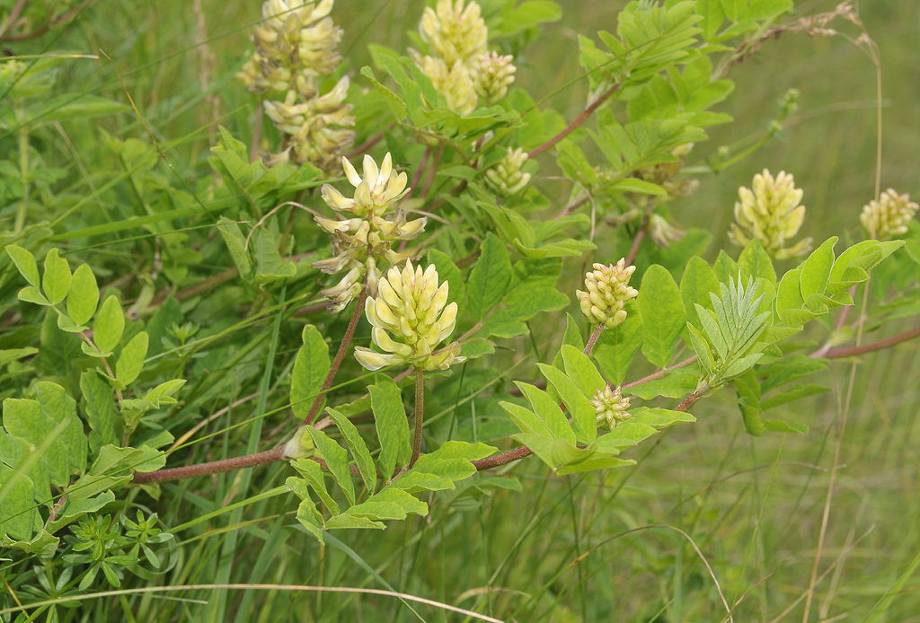 Astragalus glycyphyllos.