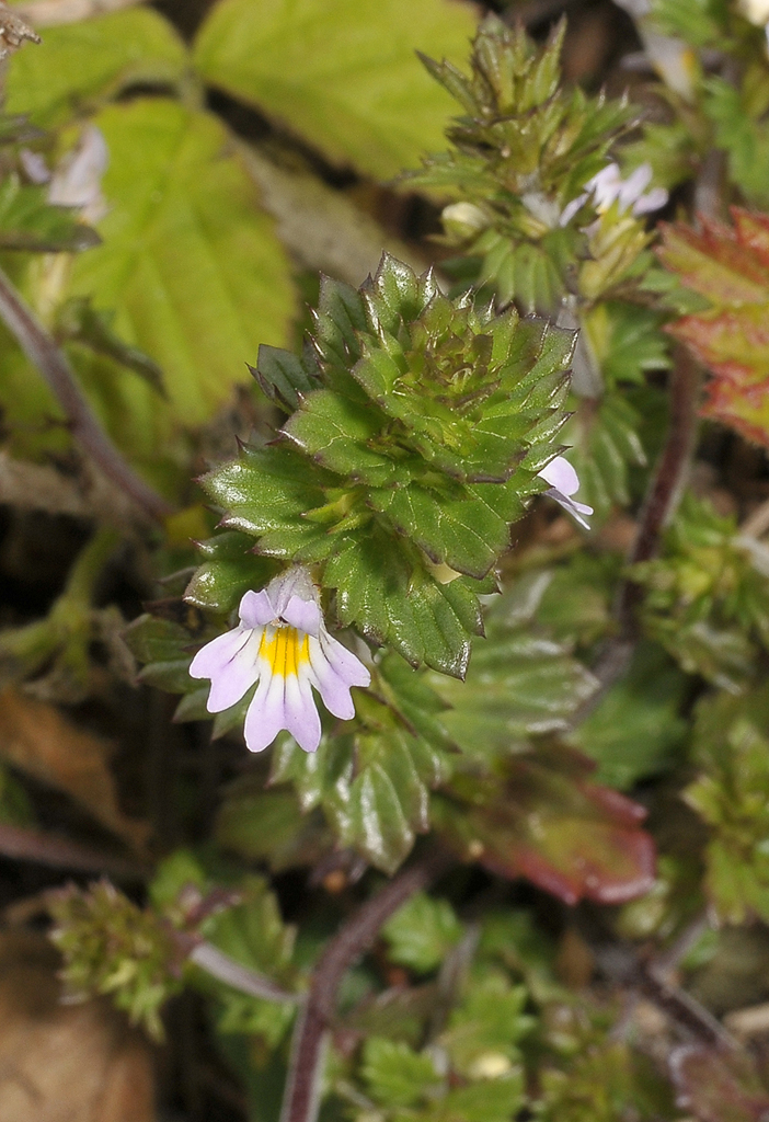Euphrasia tetraquetra. Closer.