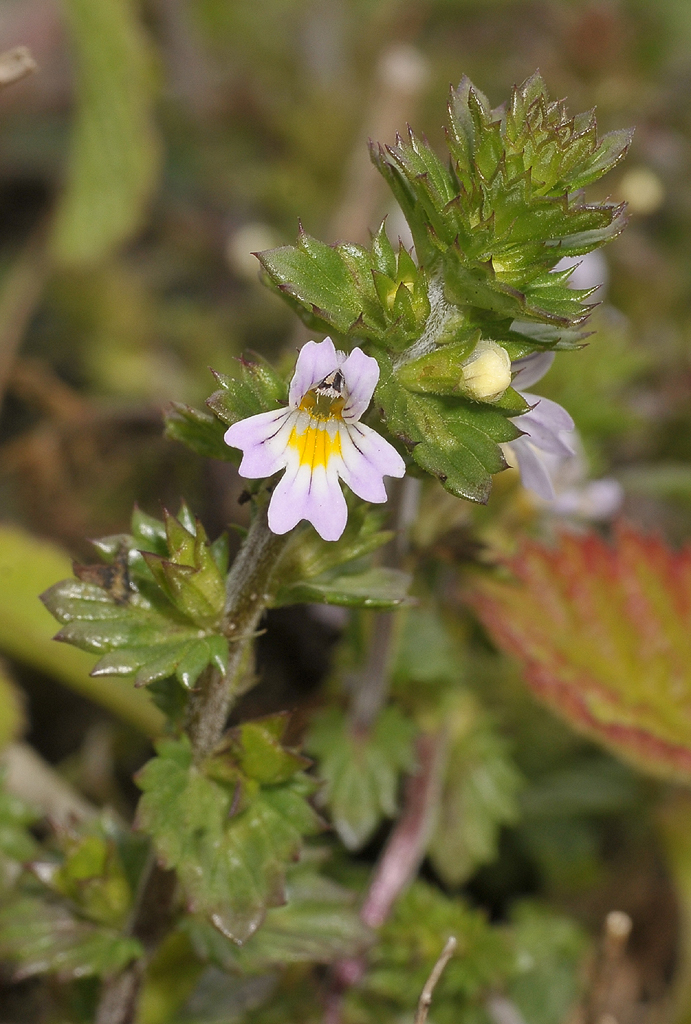 Euphrasia tetraquetra. Close-up.