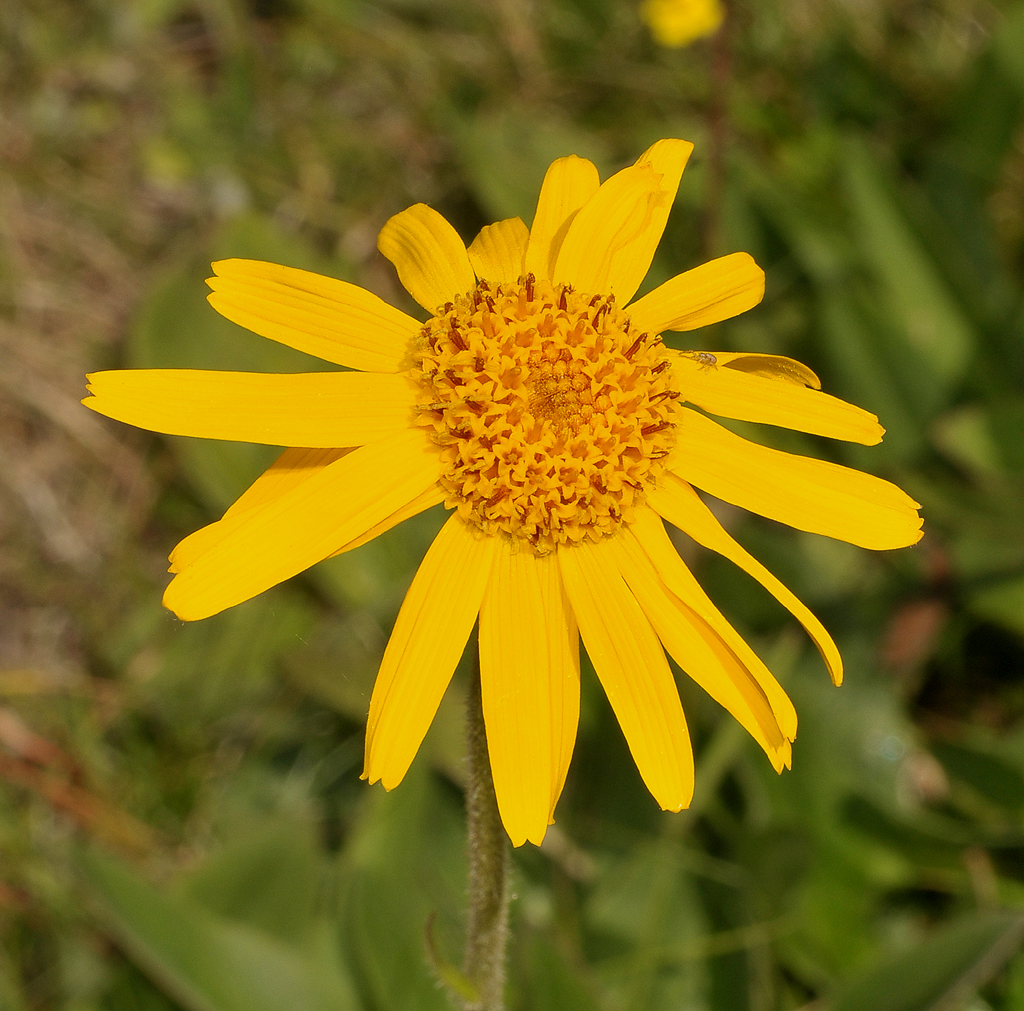 Arnica montana. Close-up.