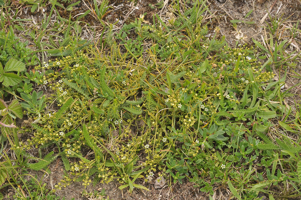 Thesium humifusum.