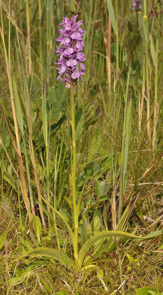 Dactylorhiza maculata.