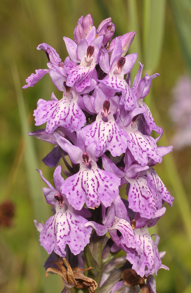 Dactylorhiza maculata. Odd clone. Close-up.