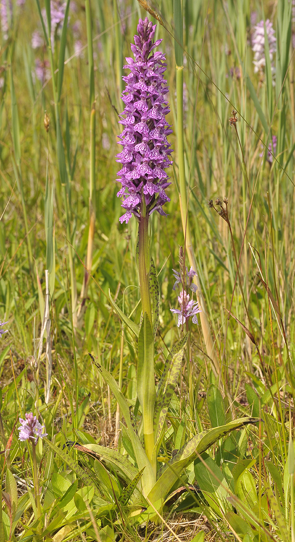 Dactylorhiza x batavica.
