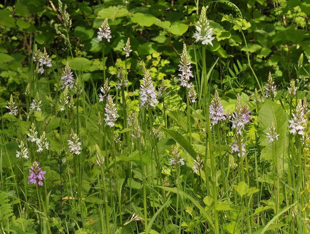 Dactylorhiza maculata subsp. fuchsii.