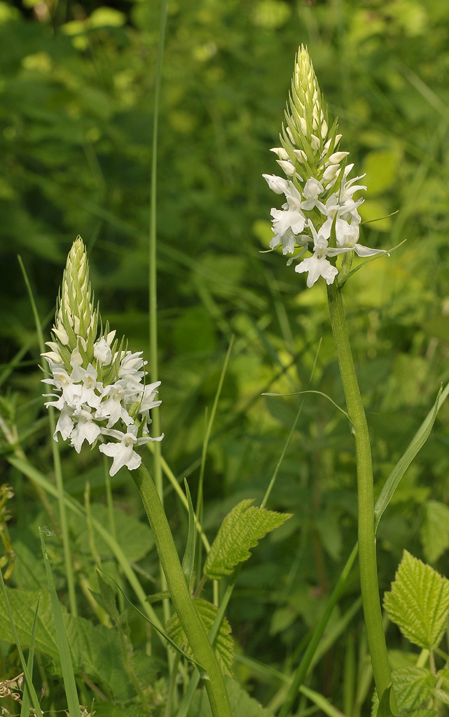 Dactylorhiza maculata subsp. fuchsii. fma. alba.