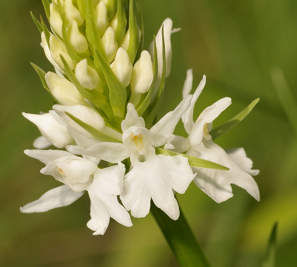 Dactylorhiza maculata subsp. fuchsii. fma. alba. close-up.
