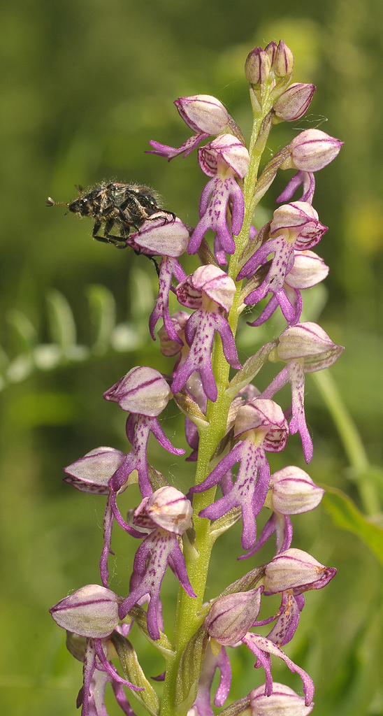 Orchis x spurium. With beetle.